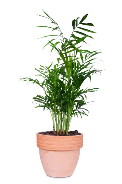 areca houseplant in flowerpot isolated on white background