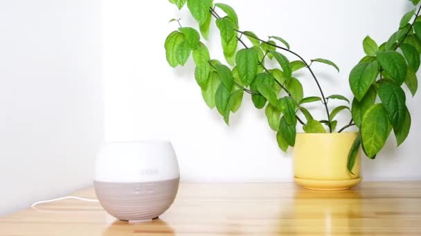 Active Natural Essential Oil Diffuser — Stock Video