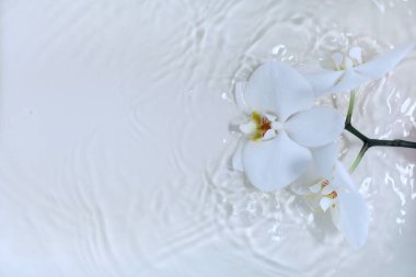 Beyaz arka planda sarı merkezli beyaz orkideler,