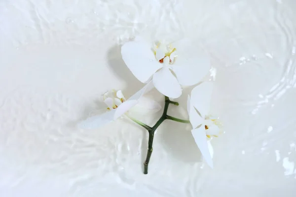 White orchids with yellow centers on a white background, — Stock Photo, Image