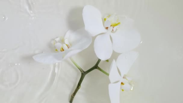 Glaskosmetikflasche Mit Pipette Liegt Mit Einer Weißen Orchidee Auf Der — Stockvideo