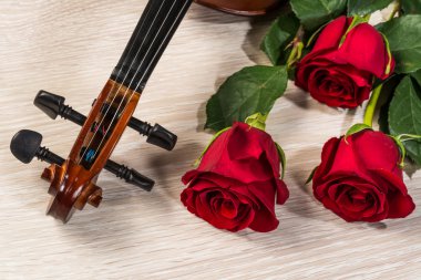 keman, gül ve müzik kitapları