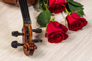 keman, gül ve müzik kitapları