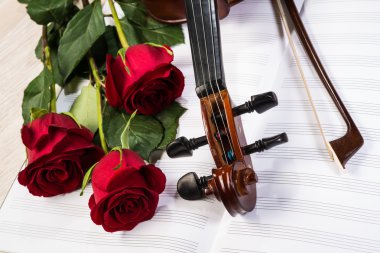 keman, gül ve müzik kitapları