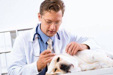 Veteriner köpeği sağlığını kontrol eder.