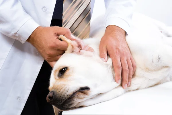 Weterynarz kontrole zdrowia psa — Zdjęcie stockowe
