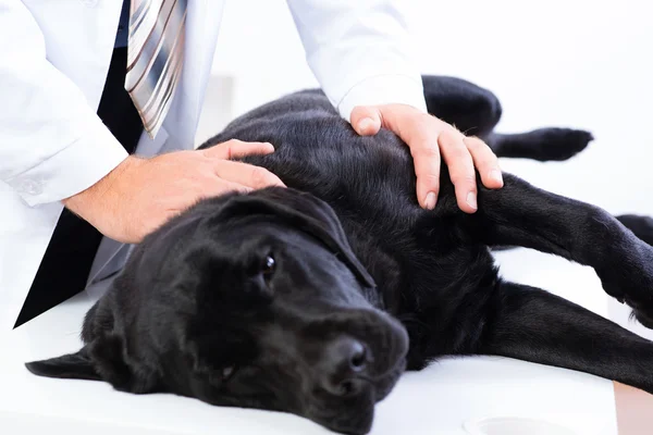 獣医は、犬の健康をチェックします。 — ストック写真