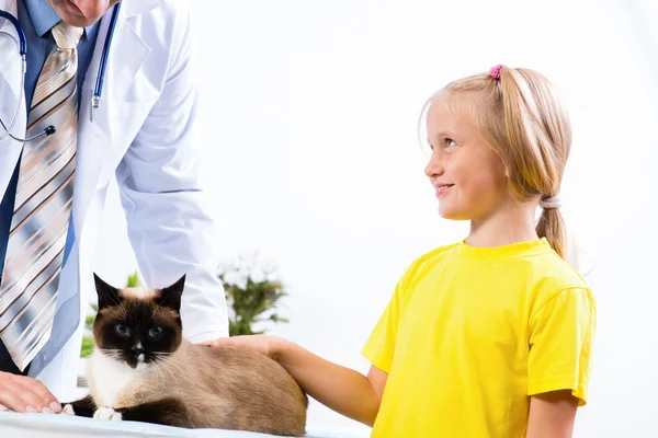 Kız kedi veteriner getirdi. — Stok fotoğraf