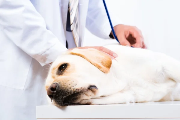 Veterinario controlla la salute di un cane — Foto Stock