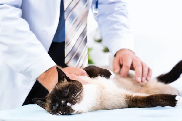 Veterán ellenőrzi az egészségügyi, a macska — Stock Fotó