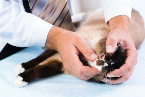 vet checks the health of a cat