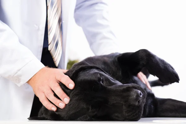 पशु चिकित्सक कुत्ते के स्वास्थ्य की जांच करता है — स्टॉक फ़ोटो, इमेज