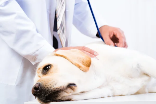 Labrador léger chez le vétérinaire — Photo