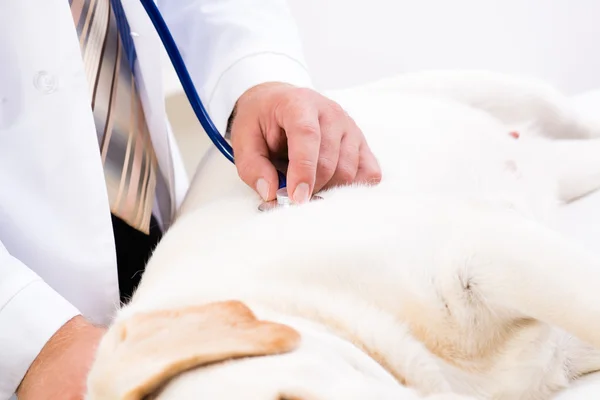 Veterinario comprueba la salud de un perro — Foto de Stock