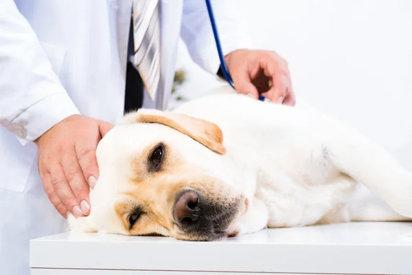 獣医は、犬の健康をチェックします。 — ストック写真