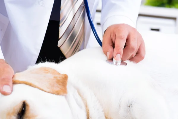 Vétérinaire vérifie la santé d'un chien — Photo