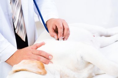 Veteriner köpeği sağlığını kontrol eder.