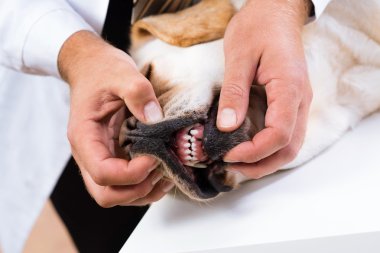 vet checks the teeth of a dog clipart