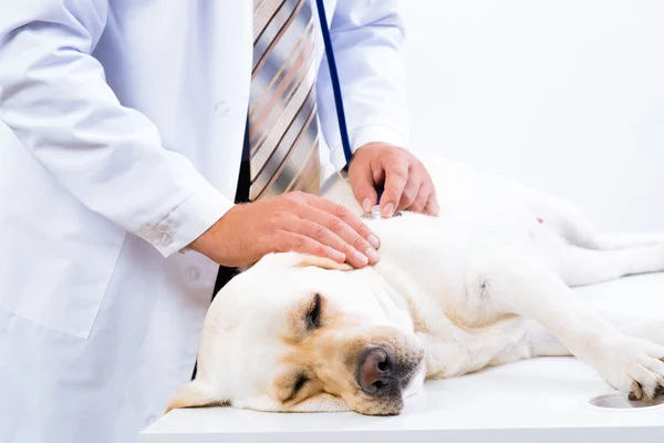 Veterinario comprueba la salud de un perro — Foto de Stock