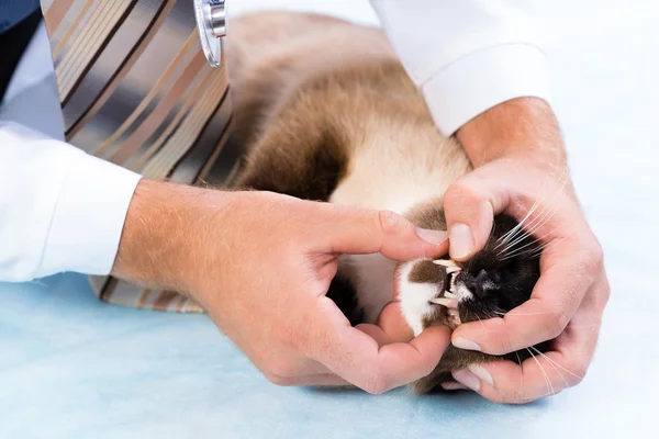 Vétérinaire vérifie la santé d'un chat — Photo