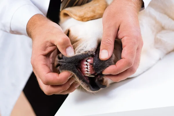 Veterinário verifica os dentes de um cão — Fotografia de Stock