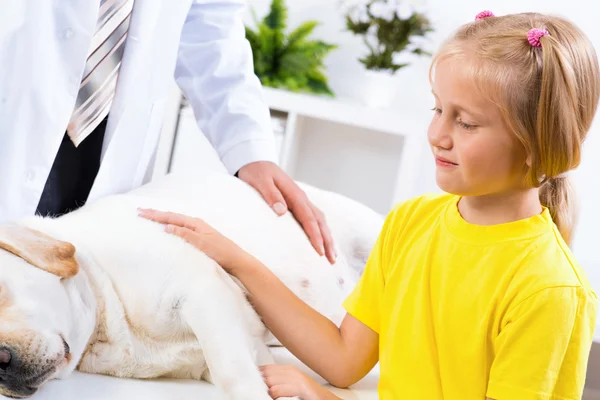 Veterinário inspeciona um cão — Fotografia de Stock