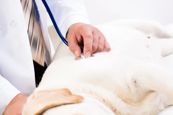 Ветеринар проверяет здоровье собаки — стоковое фото