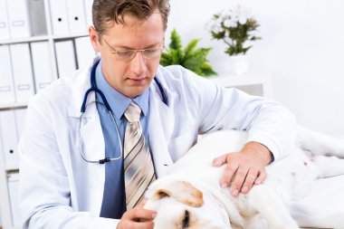 Veteriner köpeği sağlığını kontrol eder.