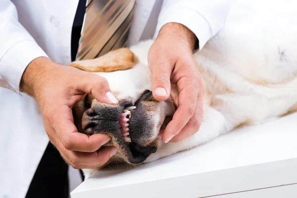 Veterinären kontrollerar tänderna av en hund — Stockfoto