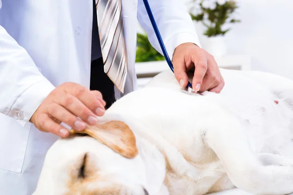 Vet checks a dog — Stock Photo, Image