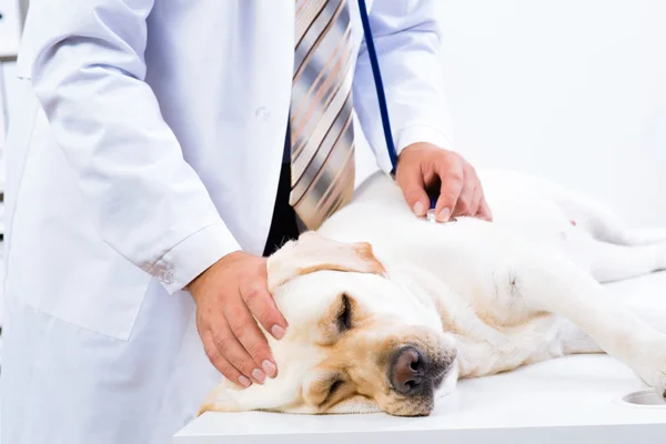 Ветеринар проверяет собаку — стоковое фото