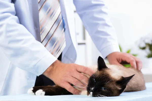 Vet checks the health of a cat — Stock Photo, Image