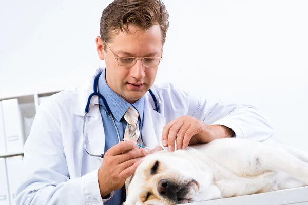 Veterinären kontrollerar en hund hälsa — Stockfoto