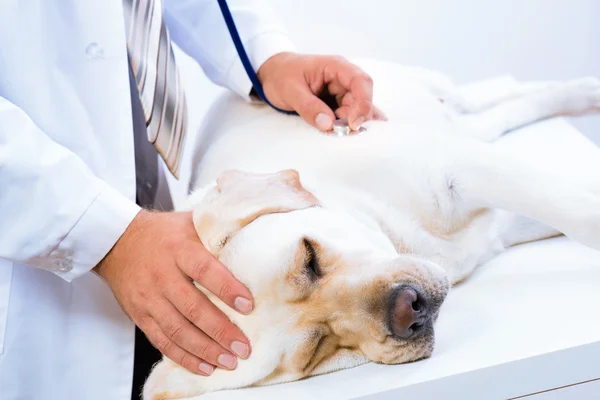 Vet checks the health of a dog — Stock Photo, Image