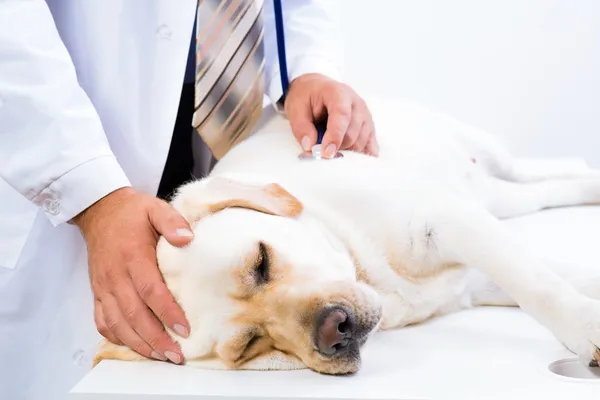 Dierenarts controleert de gezondheid van een hond — Stockfoto