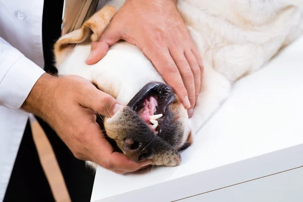 Veterinario controlla i denti di un cane — Foto Stock