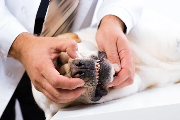 Vétérinaire vérifie les dents d'un chien — Photo