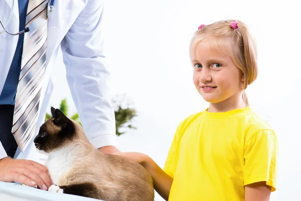 Medicul veterinar examinează o pisică — Fotografie, imagine de stoc