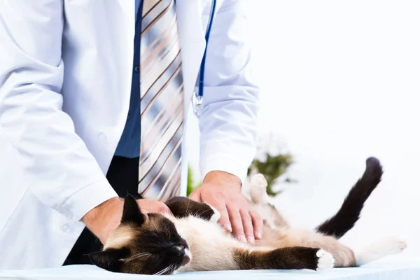 Vétérinaire vérifie la santé d'un chat — Photo