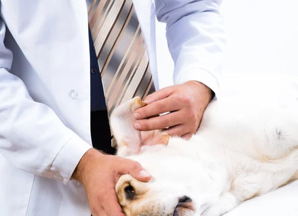 獣医は、犬の健康をチェックします。 — ストック写真