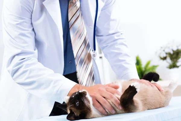 Veterinären kontrollerar hälsan hos en katt — Stockfoto