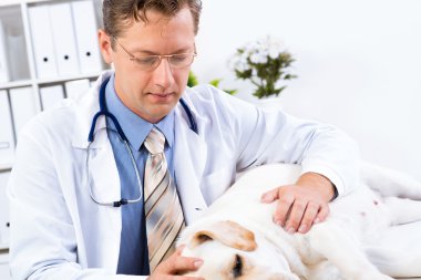 Veteriner köpek sağlık kontrolü