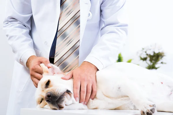 Veterinario controlla la salute di un cane — Foto Stock