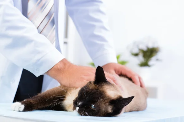 Ветеринар перевіряє кота — стокове фото