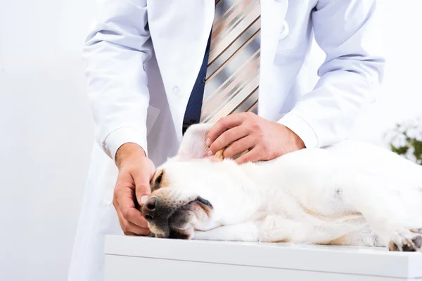 Veterinario controlla la salute di un cane — Foto Stock
