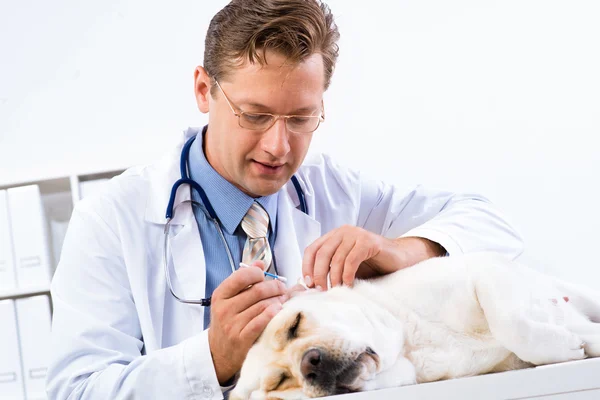 Veteriner köpeği sağlığını kontrol eder. — Stok fotoğraf