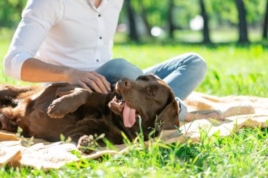 Parkta sahibi olan köpek.