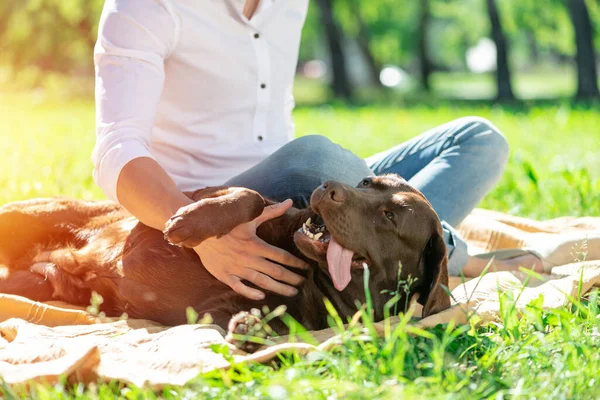 Cão com dono no parque — Fotografia de Stock