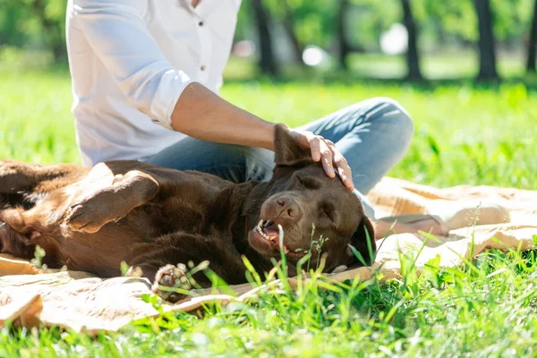 Hund mit Besitzer im Park — Stockfoto