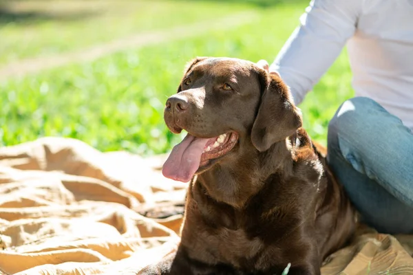 公園の所有者と犬 — ストック写真